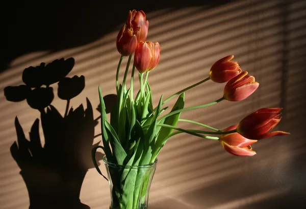 春の花の花瓶で赤いチューリップ ロイヤリティフリーのストック画像