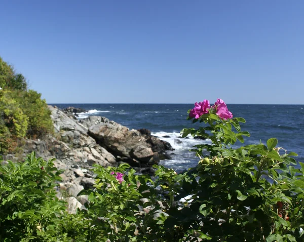 Maine ogunquit havet ros — Stockfoto