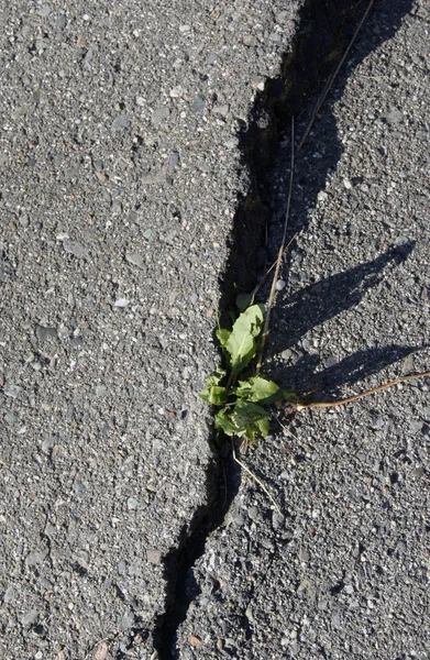 Crack in the pavement Stock Photo