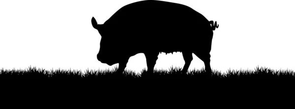 Świnia — Wektor stockowy