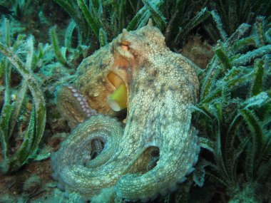 Octopus on Posidonia Oceanica clipart