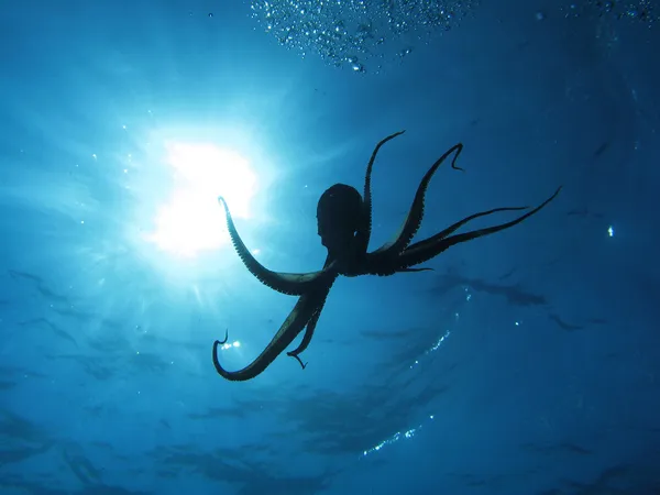 Oktopus und Sonne — Stockfoto