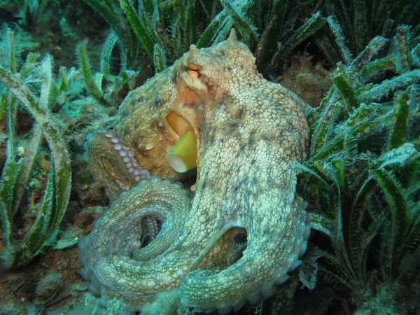Krake auf posidonia oceanica — Stockfoto