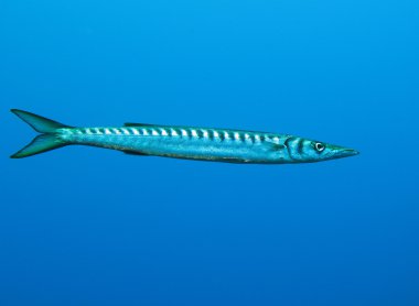 Barracuda balık