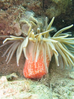 Sea anemone clipart