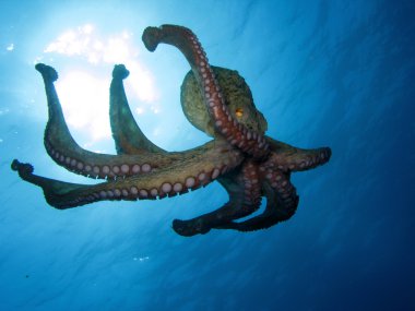 Octopus clipart