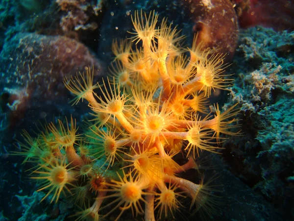 Marguerita marina —  Fotos de Stock