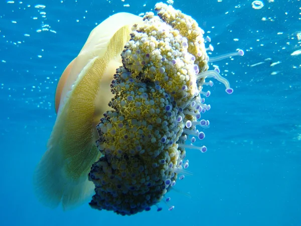 Jellyfish — Stock Photo, Image