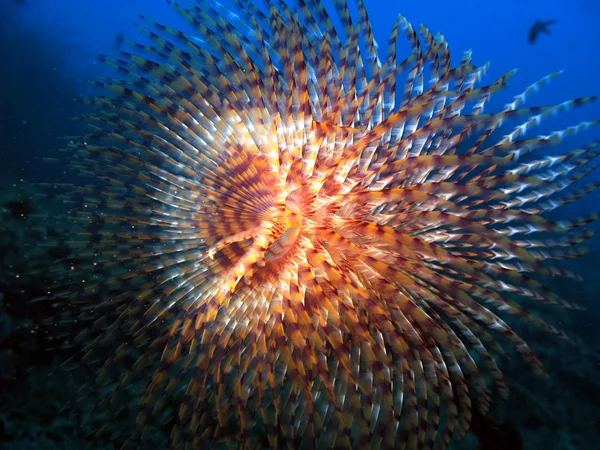 海 spirographus — ストック写真