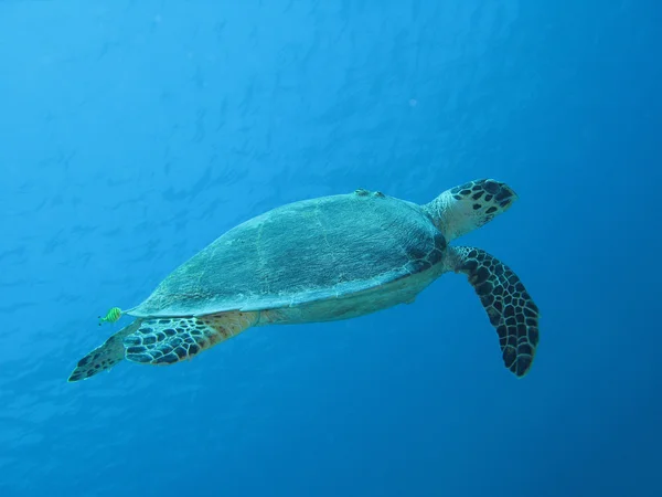 Θαλάσσια χελώνα — Φωτογραφία Αρχείου