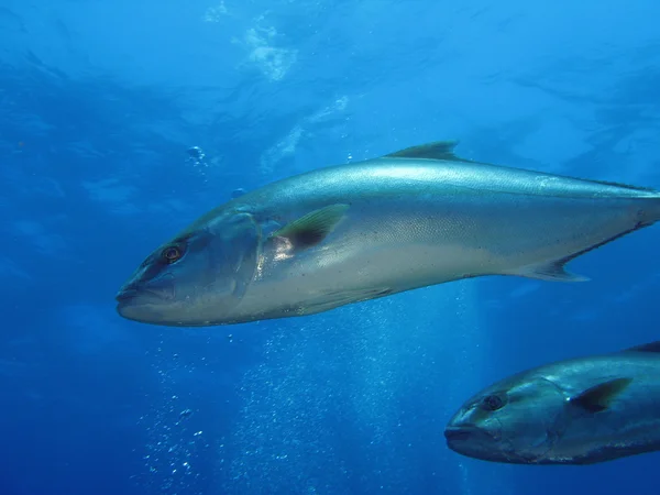 Fishes (U19) — Stock Photo, Image