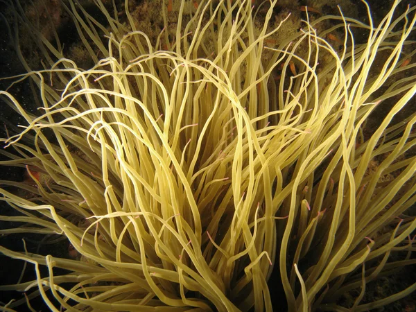 Anémona marina — Foto de Stock