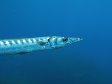 Barracuda balık