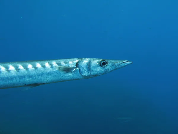 stock image Barracuda fish