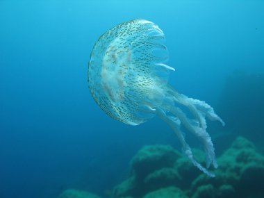 Jellyfish clipart