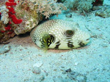 Arothron Stellatus better known as Star Puffer fish in the Red Sea. clipart