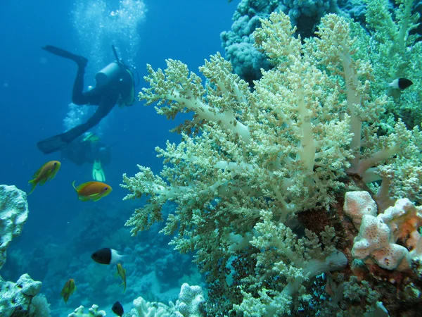 水下拍摄期间在红海潜水 — 图库照片