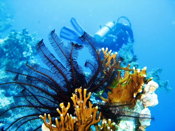 Undersea scene — Stock Photo, Image