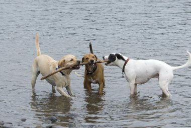 Three Dogs and a Stick clipart