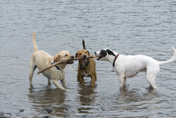 Three Dogs and a Stick