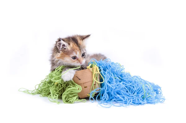 Koťátko — Stock fotografie