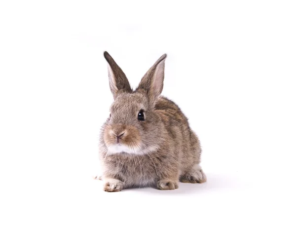 stock image Rabbit