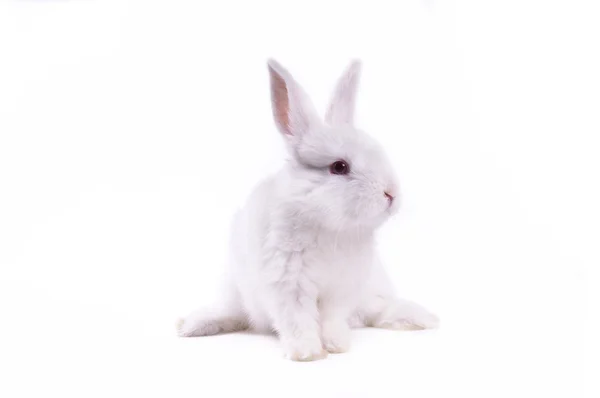 stock image Rabbit