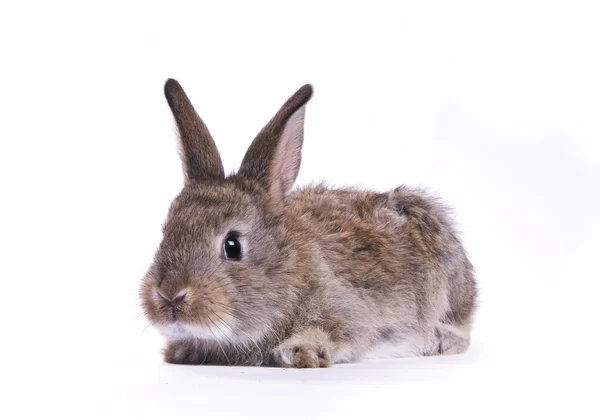 stock image Rabbit