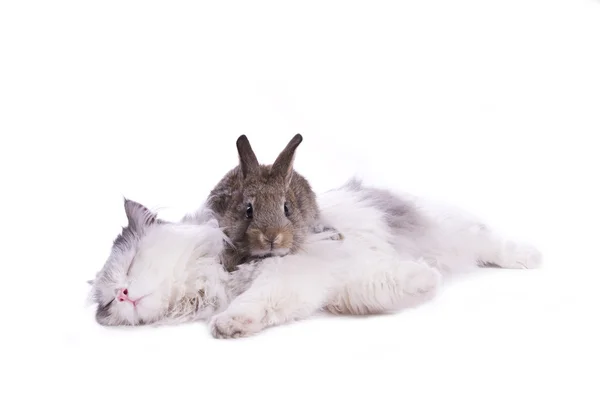 Kedi ve tavşan — Stok fotoğraf