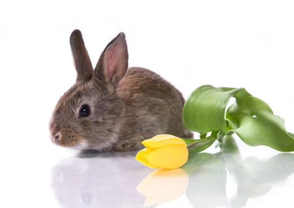 stock image Little rabbit and flowers