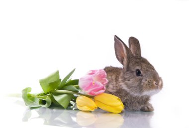 Little rabbit and flowers clipart