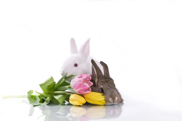 Pequeno coelho e flores — Fotografia de Stock