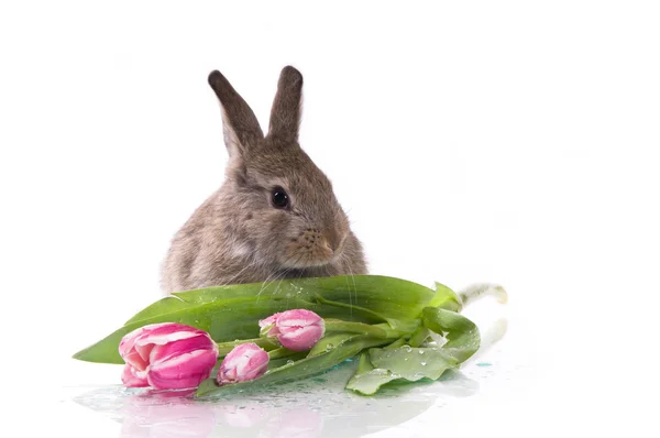 Pequeño conejo y flores —  Fotos de Stock