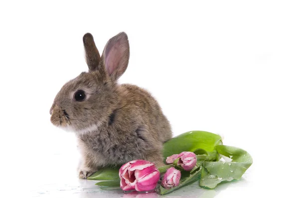 stock image Little rabbit and flowers