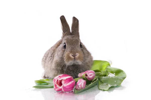 stock image Little rabbit and flowers