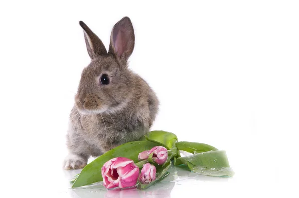 Pequeño conejo y flores — Foto de Stock