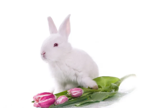 stock image Little rabbit and flowers