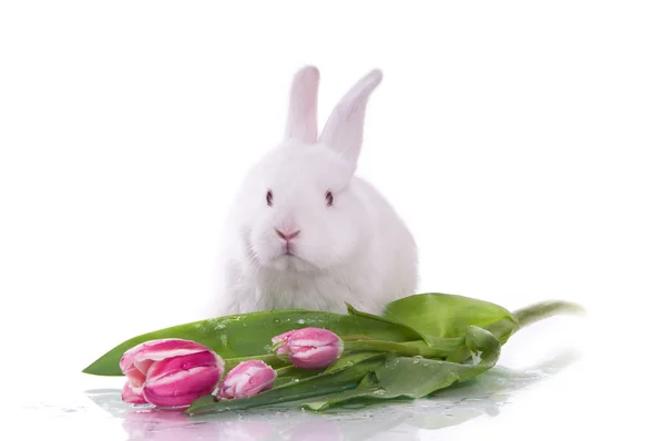 Little rabbit and flowers — Stock Photo, Image