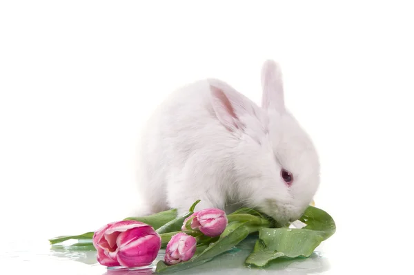 Little rabbit and flowers — Stock Photo, Image