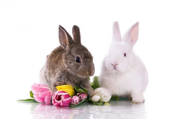 Mały królik i kwiaty — Zdjęcie stockowe