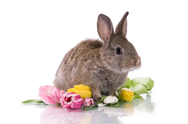 Mały królik i kwiaty — Zdjęcie stockowe