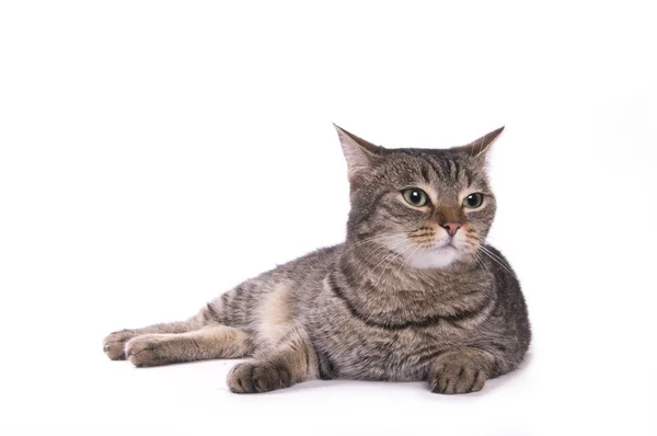 stock image Cat on the white background