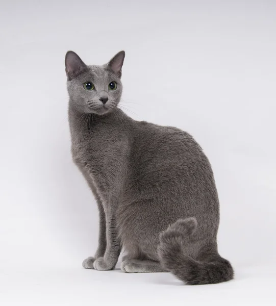 stock image Russian blue cat