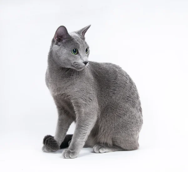 Gatto blu russo — Foto Stock