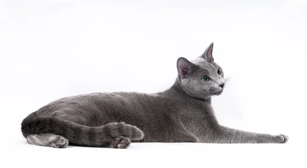 Kot rosyjski niebieski — Zdjęcie stockowe