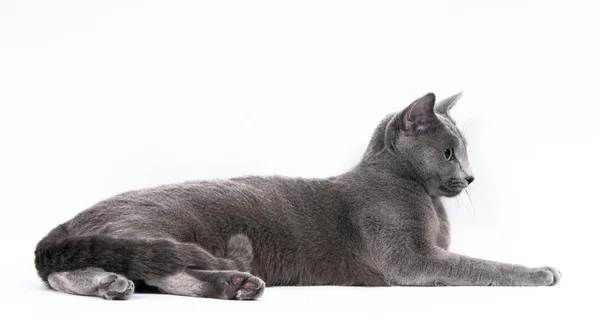 Gato azul ruso — Foto de Stock