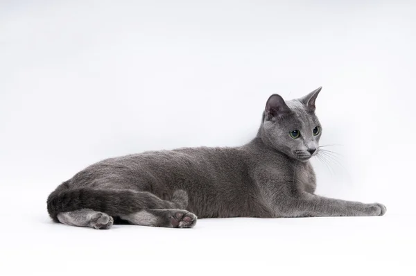 Gato azul ruso — Foto de Stock