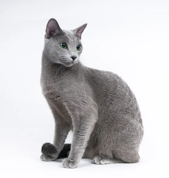 русская голубая кошка рисунок