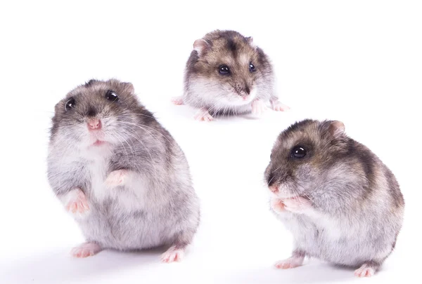 Hamster — Stok fotoğraf