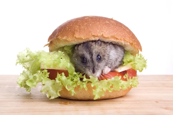 Hamster og mat – stockfoto
